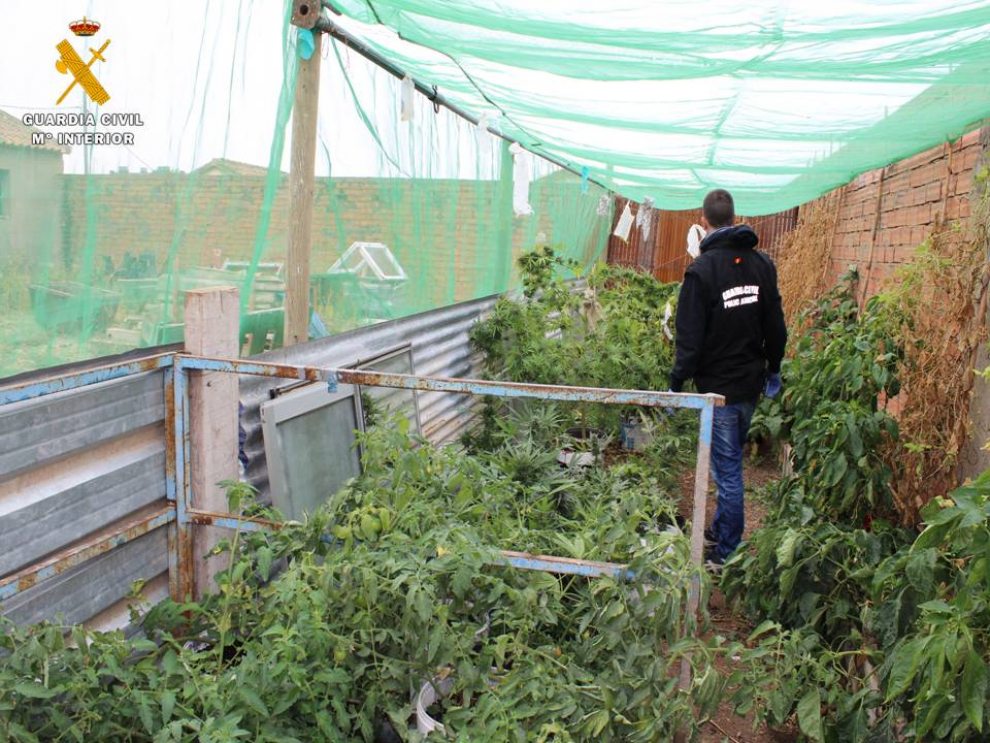 Incautan Plantas De Marihuana En Villanueva De G Llego