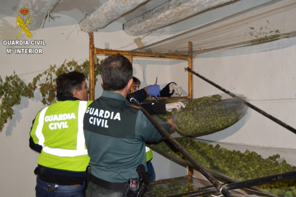 Desmantelada en Villarluengo Teruel la mayor plantación de marihuana