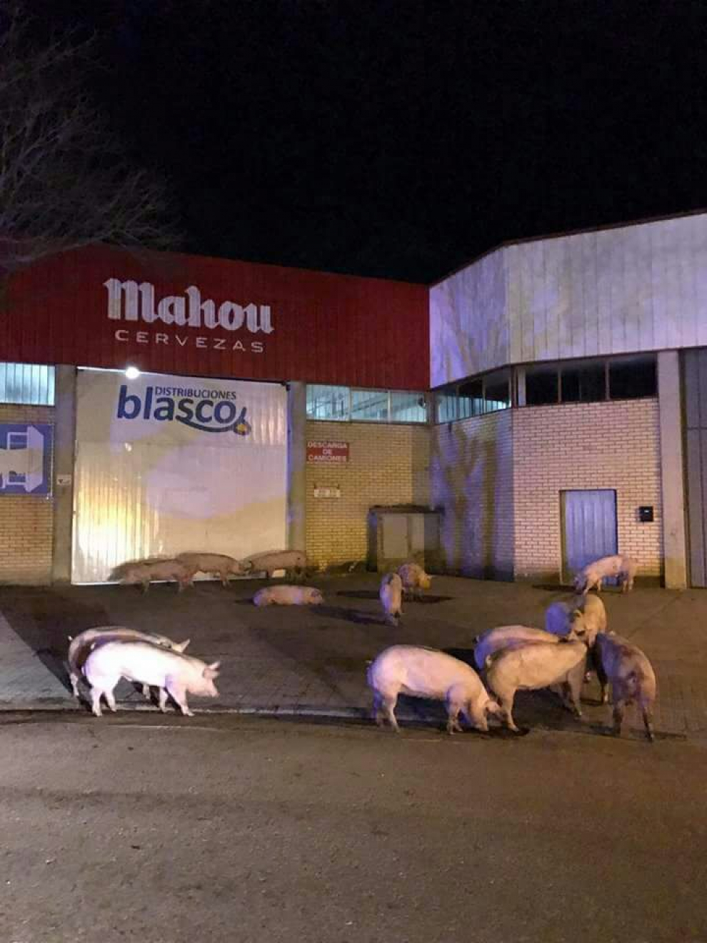 Accidente De Un Cami N Cargado De Cerdos En Huesca