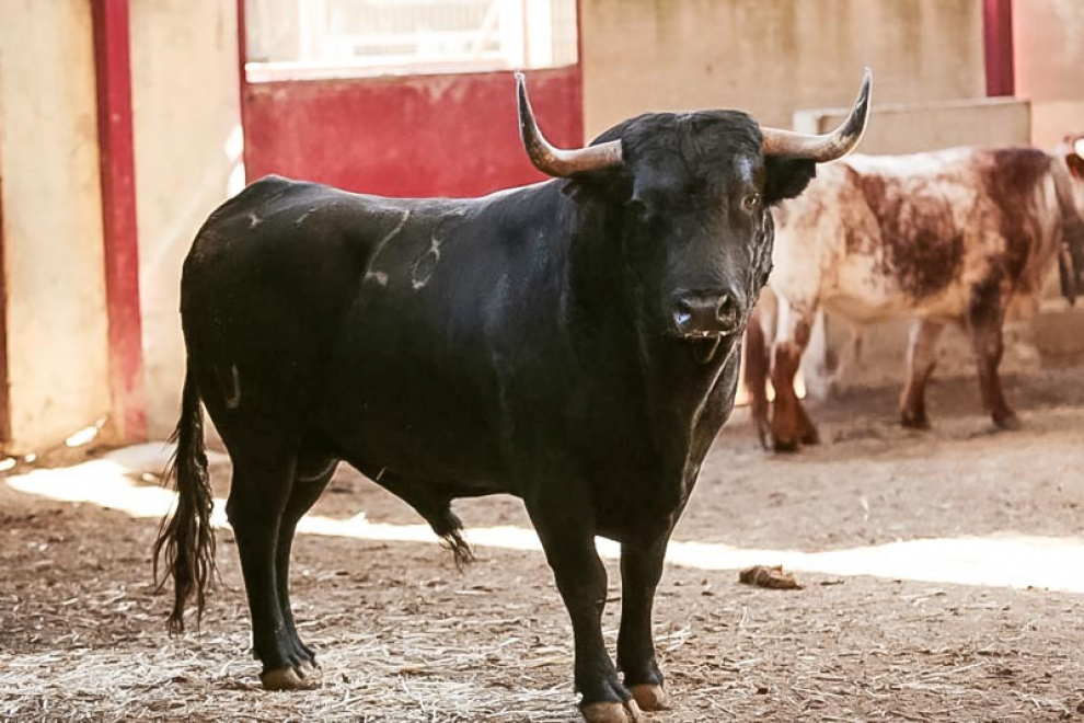 Fotos Los seis toros de la corrida concurso de ganaderías Imágenes