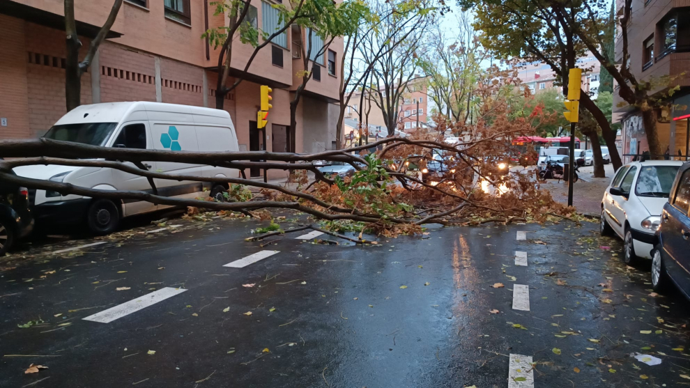 Fotos del árbol caído sobre dos coches y corta una calle en Zaragoza