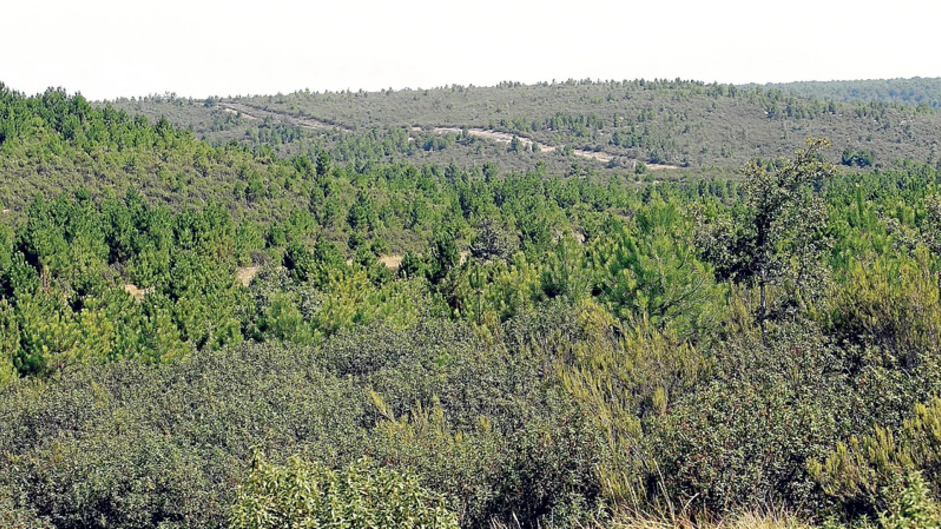 Prealerta Naranja Por Riesgo De Incendios En El Sur Y Nordeste