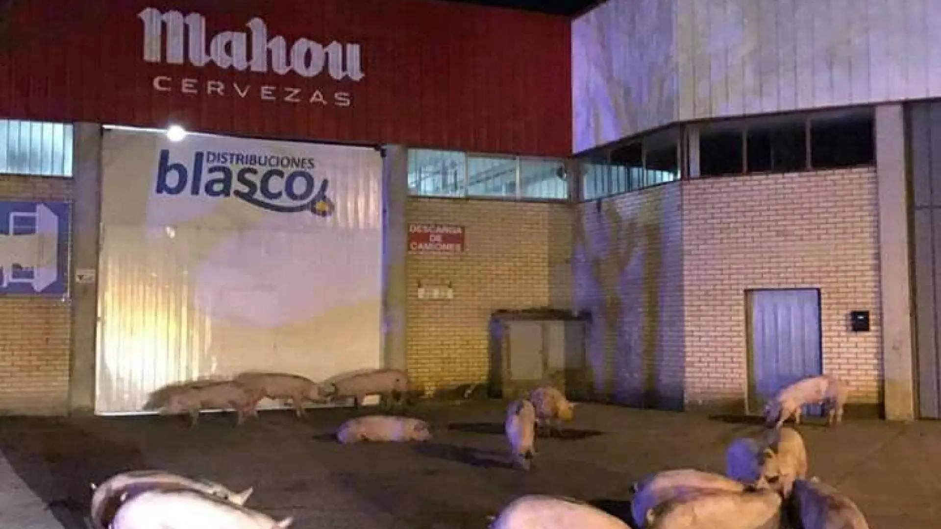 Accidente de un camión cargado de cerdos en Huesca Imágenes