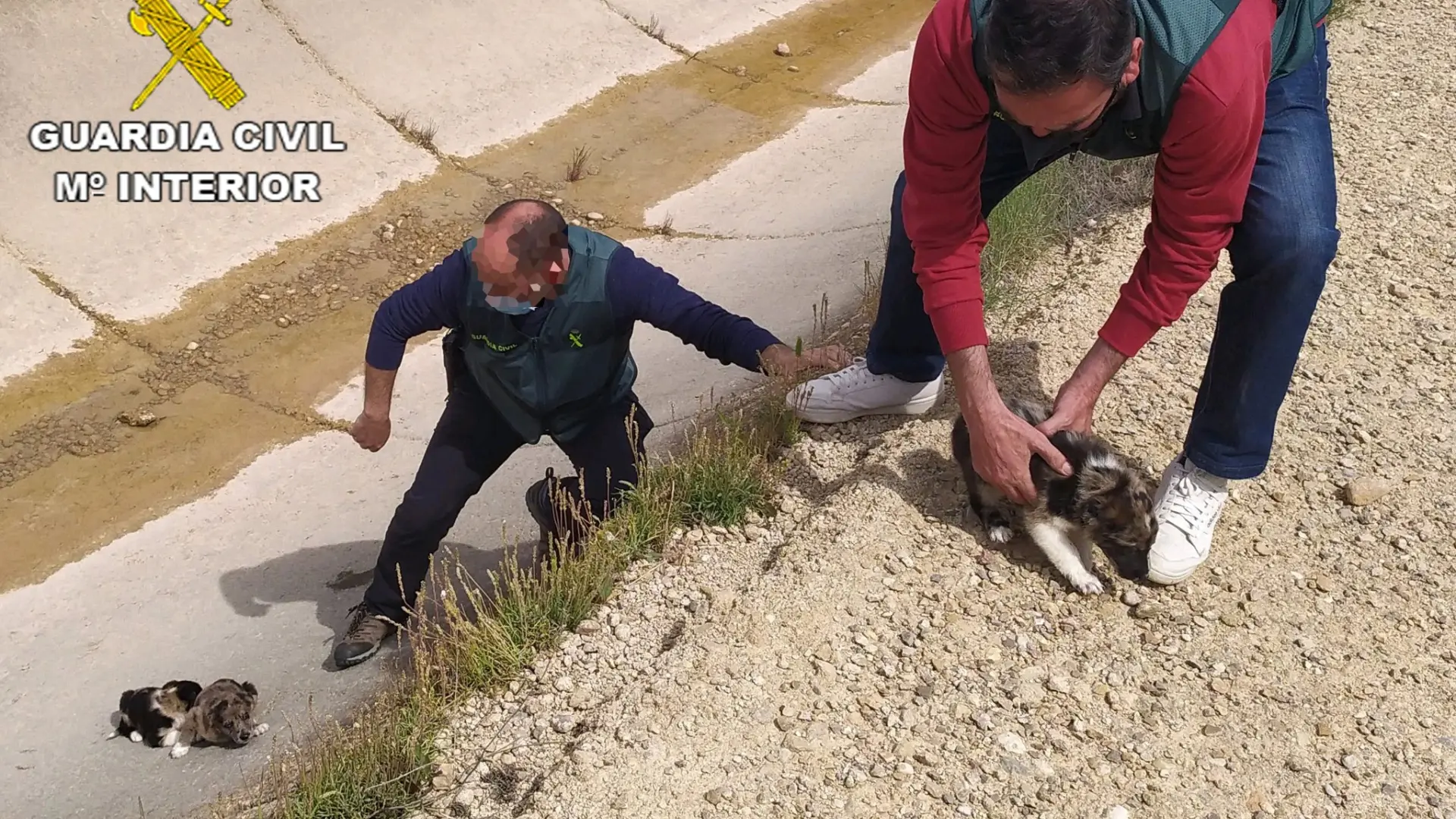 Salvan A Tres Cachorros De Perro De Morir Ahogados En Un Canal De Alca Iz