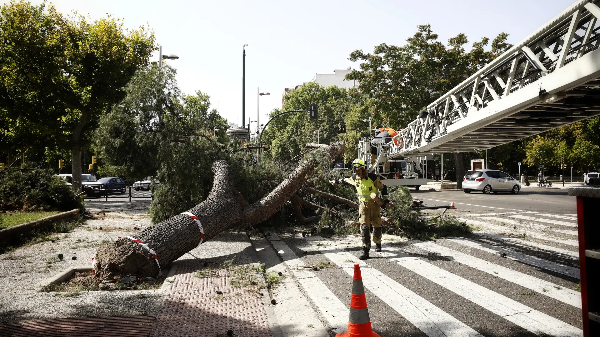 Cae un árbol de grandes dimensiones en el paseo de Cuéllar