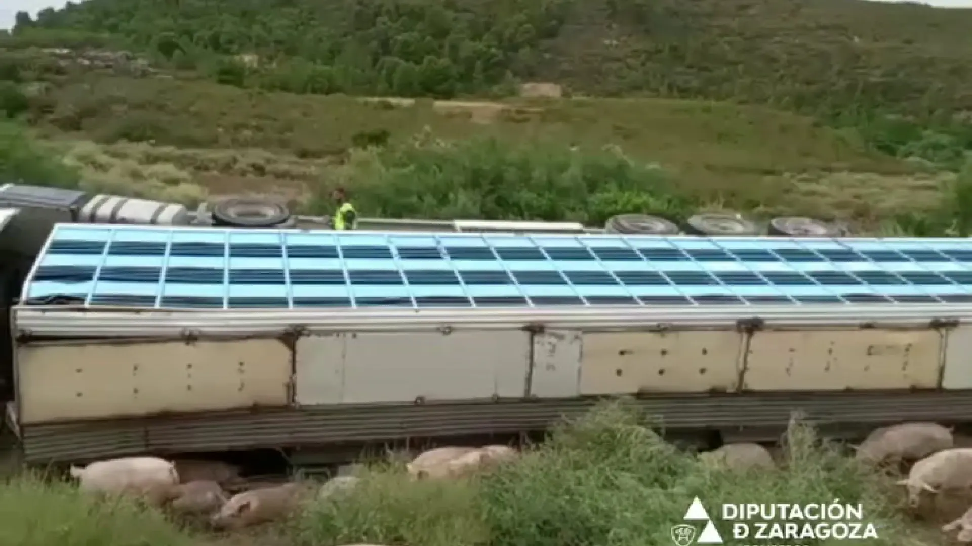 Vídeo Vuelca un camión que transportaba cerdos en la carretera que