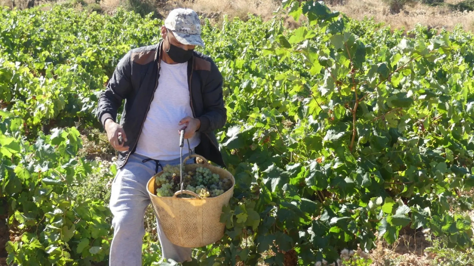 La D O P Cariñena prevé vendimiar este año más de 65 millones de kilos