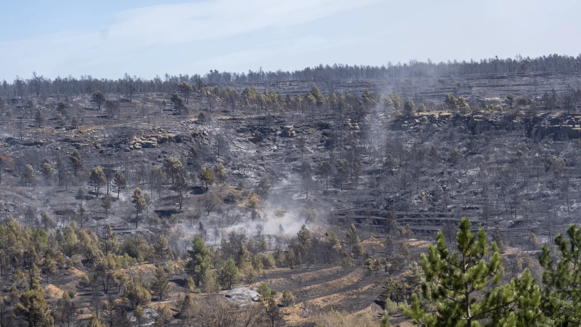 Nuestros bosques en peligro por el fuego Opinión cartas