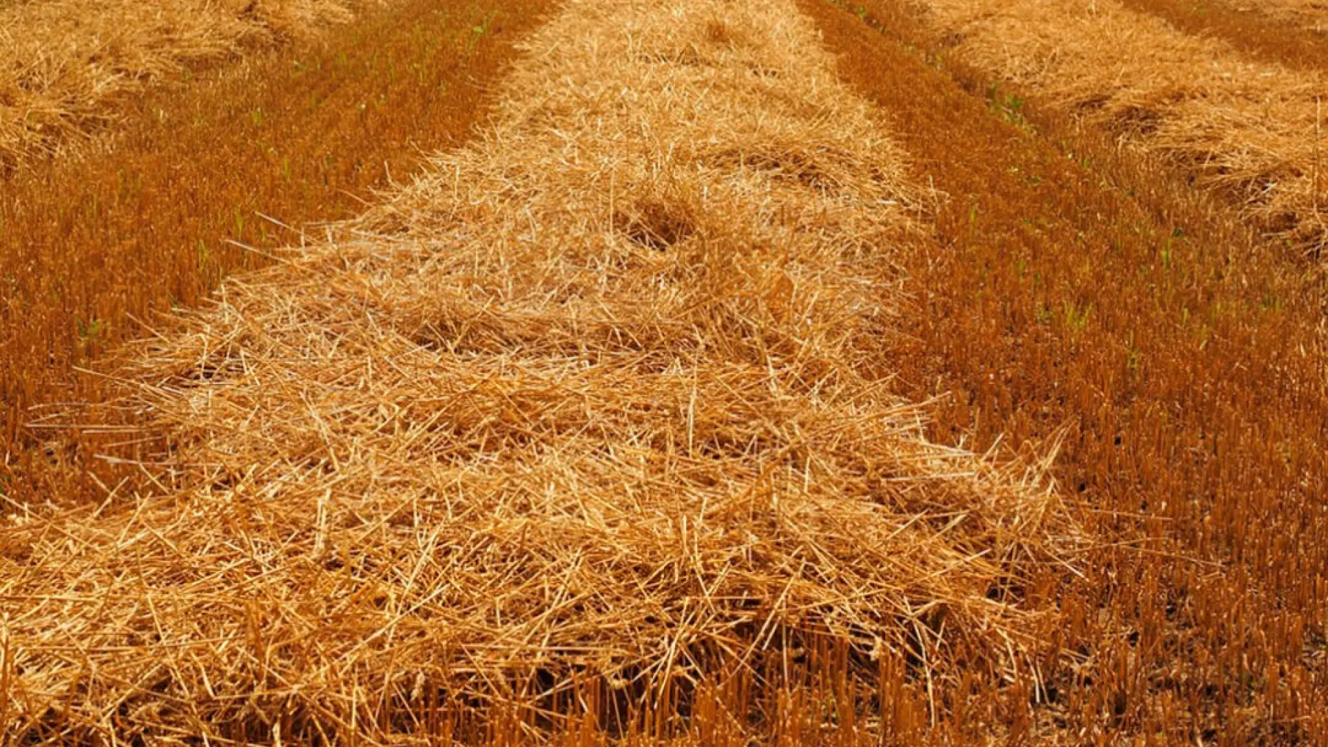 Los Agricultores Aragoneses Salen Hoy A La Calle Para Exigir Que Se