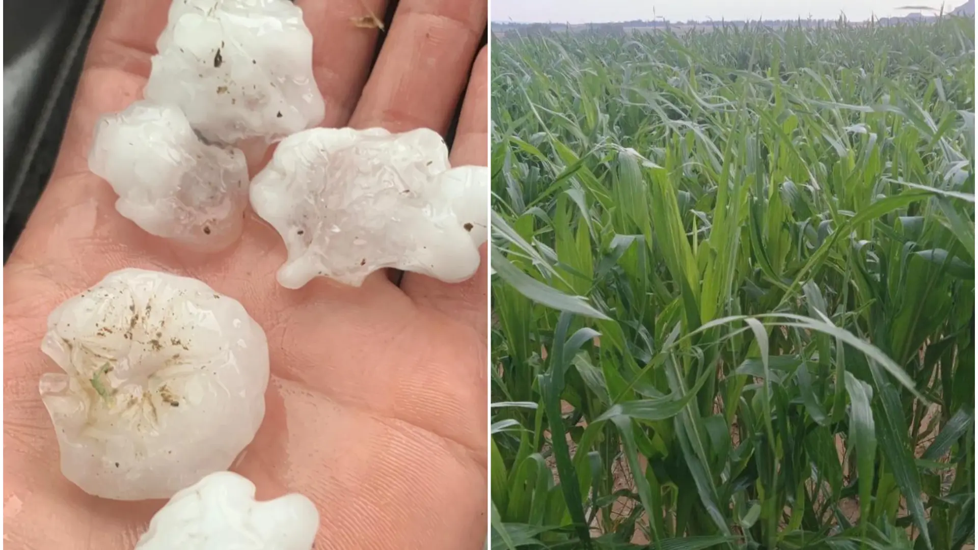 Un Tormenta De Granizo Y Viento Causa Da Os En Hect Reas De Cultivo