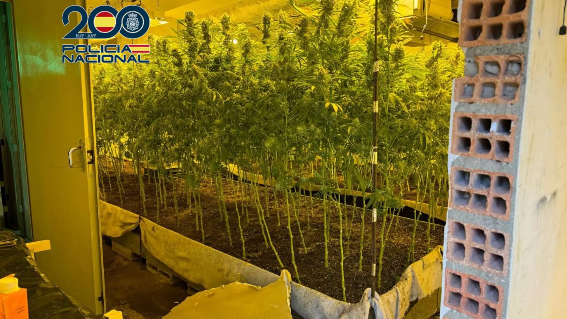 Desmantelada Una Plantaci N Indoor De Marihuana En Una Finca De M S De