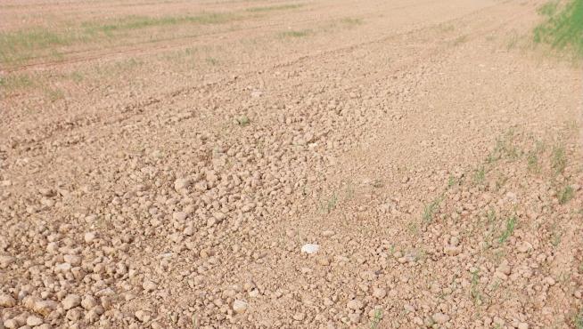 La Sequ A Se Ensa A Con El Secano Del Valle Del Ebro Y Pone En Peligro