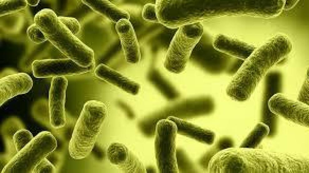 C Mo Act A El Cuerpo Cuando Se Infecta Por Salmonella