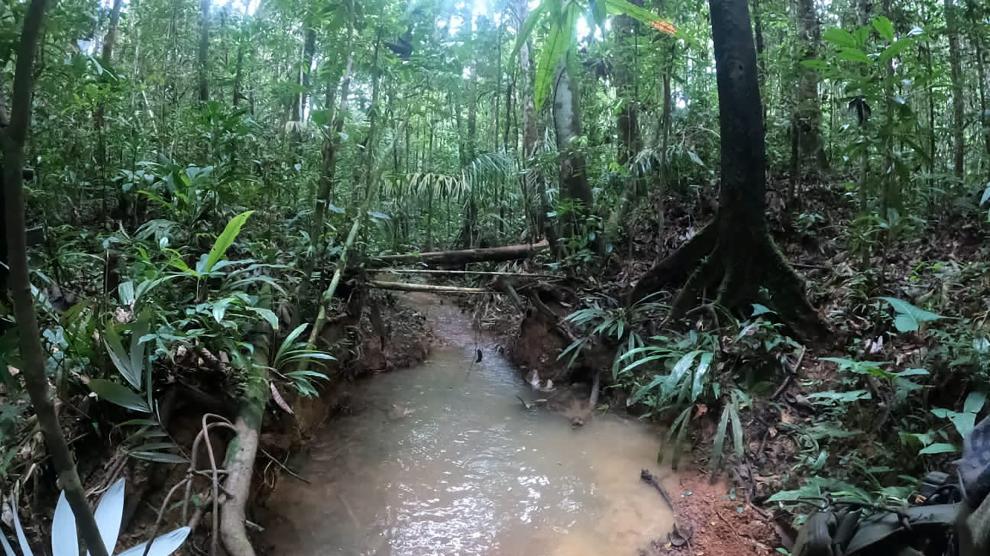 La Misteriosa Selva De Colombia Que Atrapa A Los Cuatro Hermanos