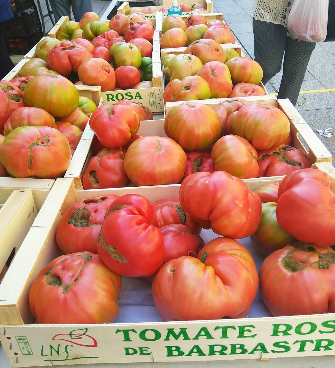 Ya llega el auténtico tomate rosa de Barbastro