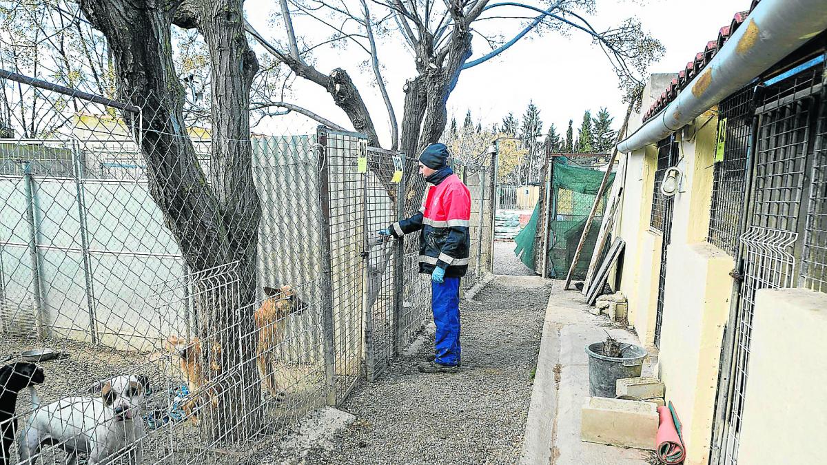 La Perrera Municipal De Penaflor Zaragoza Encara Su Final Con Graves Problemas De Saturacion Y De Falta De Personal Heraldo Es