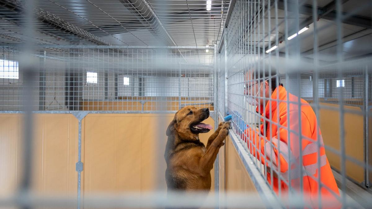 Zaragoza Aumentan Las Llamadas Para Entregar Perros En La Protectora Municipal