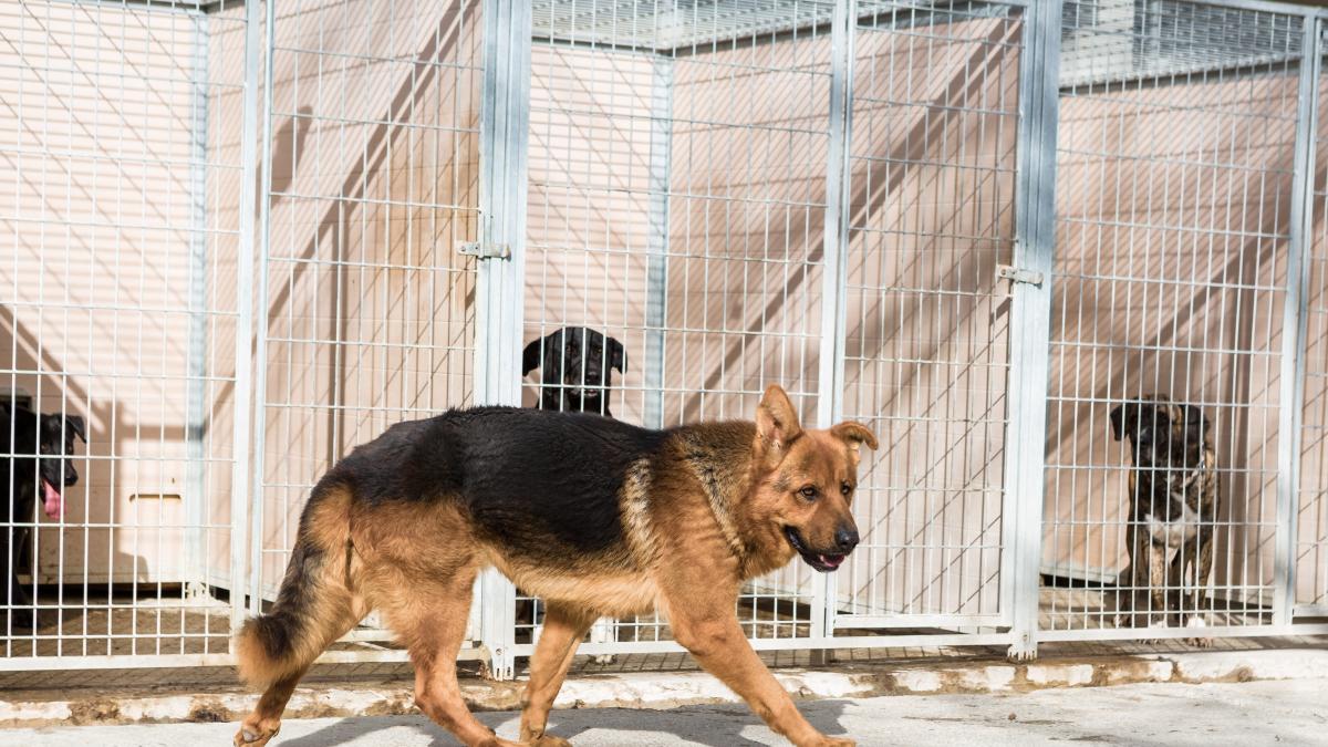 El Centro De Proteccion Animal De La Diputacion De Zaragoza Atendio En A 164 Perros Recogidos Por Toda La Provincia