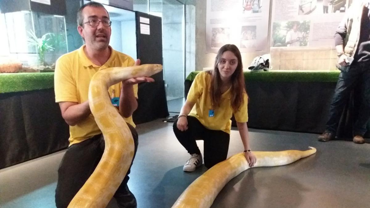 Margarita Una Piton Gigante En Zaragoza Noticias De Zaragoza En Heraldo Es