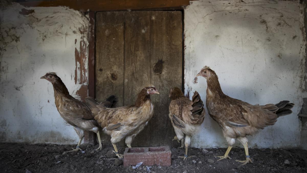 las gallinas del sobrarbe distinguidas aragonesas