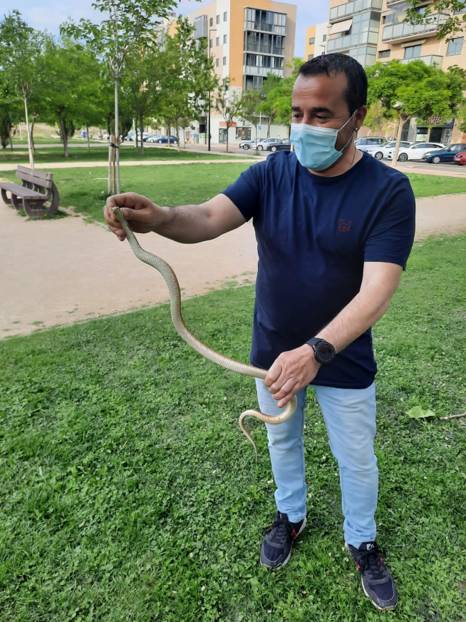 Un vecino se fotografía con la culebra de escalera localizada en Valdespartera.