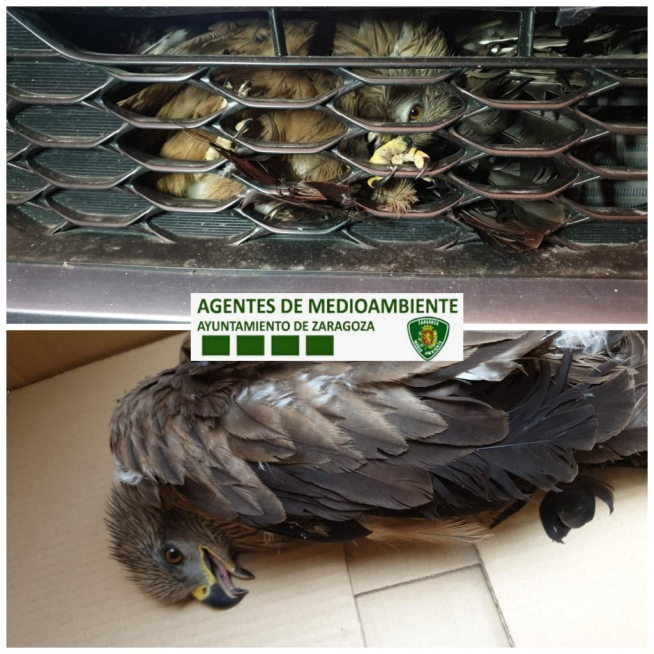 Milano negro herido grave al quedar atrapado en una rejilla tras un atropello.
