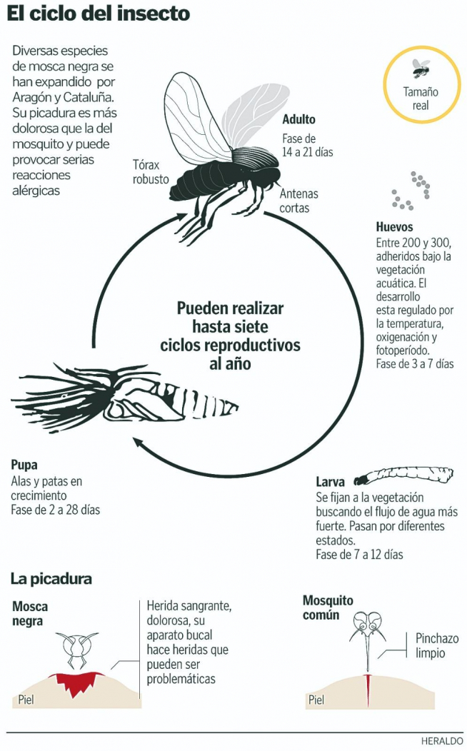 El ciclo de la mosca negra.