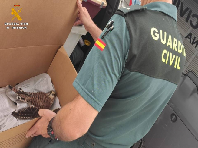 Rescate del cernícalo por parte de la Guardia Civil