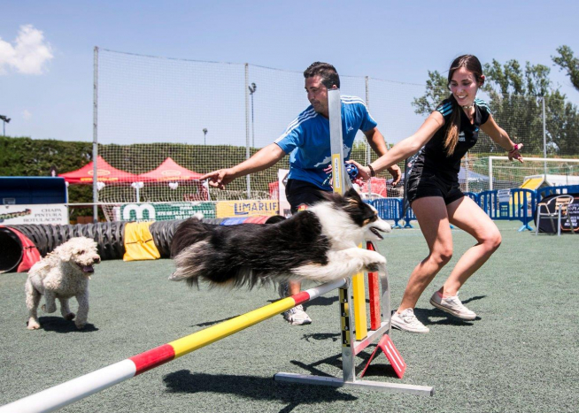 David Molina y Carmen Briceño, campeones de España de ‘agility’ en 2015