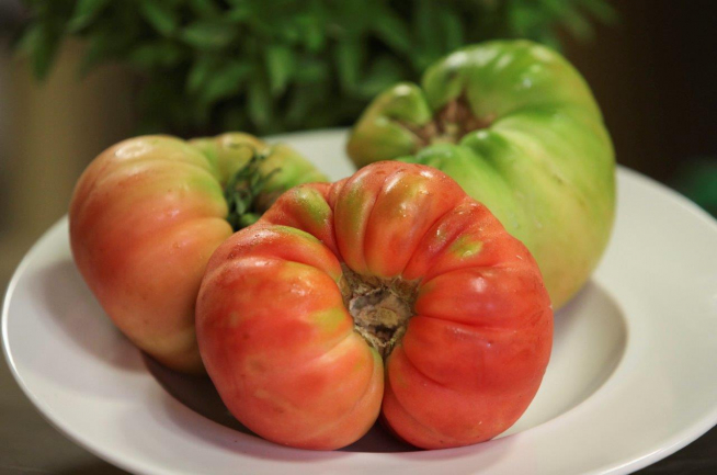 Ejemplares de tomate rosa de Barbastro, una de las joyas de la huerta aragonesa, de fama nacional e internacional.