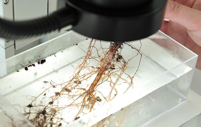 Análisis de la trufa silvestre en un laboratorio.