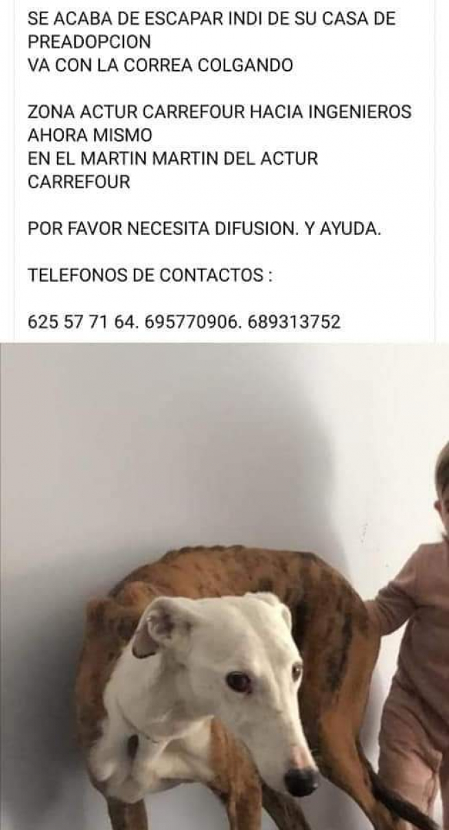 Perro perdido en el Actur