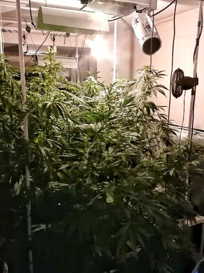 Plantación de marihuana en el piso alquilado de Zaragoza.