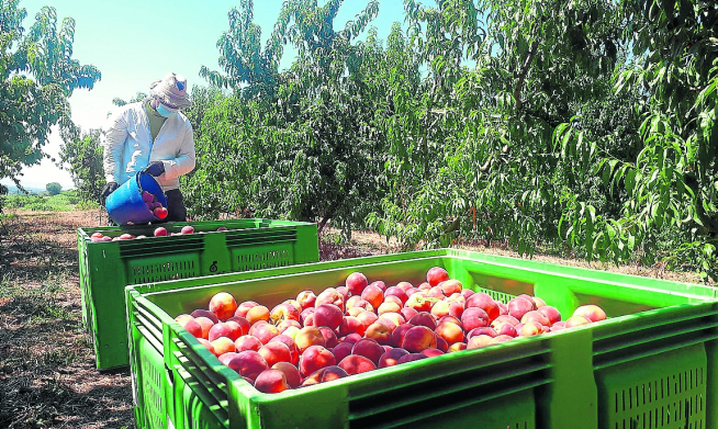 La campaña de recolección de la fruta fue la más afectada por los contagios de covid.