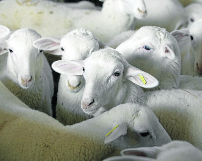 Las ventas de ovino se resintieron con el confinamiento.