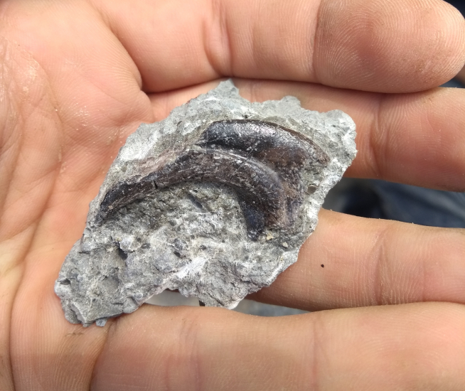 Garra de dinosaurio terópodo encontrada en Valle de Lierp.