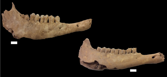 Mandíbulas de oveja estudiadas procedentes de la cueva de Chaves.