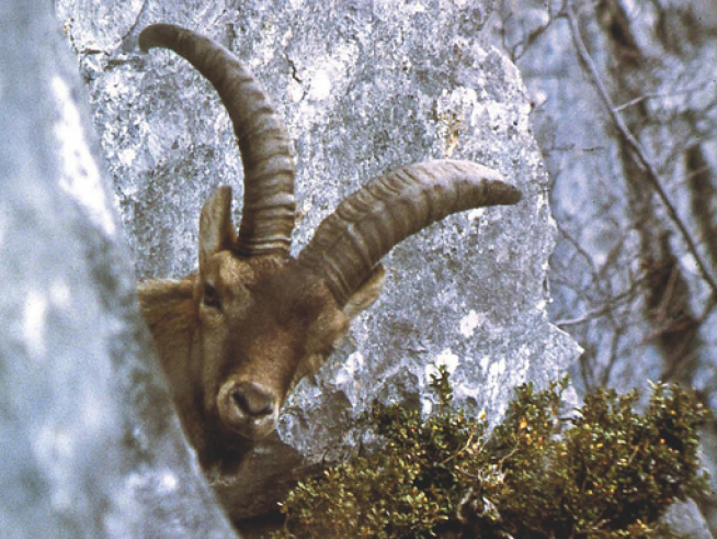 Solo el alpinista y fotógrafo francés Bernhard Clos consiguió hacer una serie de buenas fotografías del bucardo, como se llama a este animal en el lado español del Pirineo.