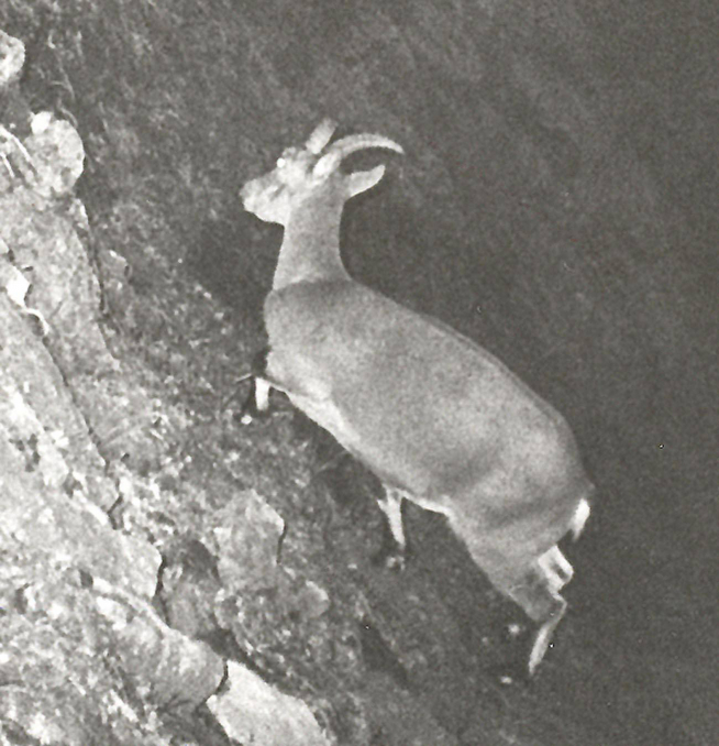 Imagen de un bucardo vivo, del archivo de Diario del Alto Aragón.