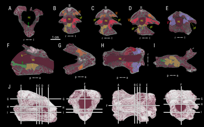 Imágenes de micro TAC de la vértebra de Beranuy, mostrando sus cavidades internas.