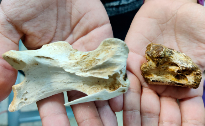 Una vértebra cervical de un avestruz actual (izquierda) y la vértebra de ave hallada en Beranuy.