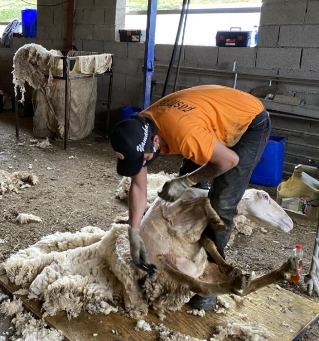 Uno de los esquiladores contratados por Pastores reitra con destreza el vellón de una oveja que sujeta entre sus piernas.