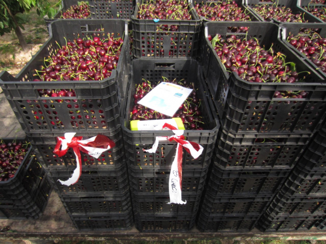 El proyecto ha analizado la forma y el momento de recogida de los frutos.