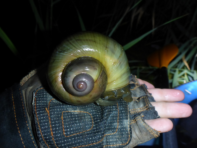 Los adultos de Pomacea maculata miden cerca de 10 cm en el bajo Ebro.