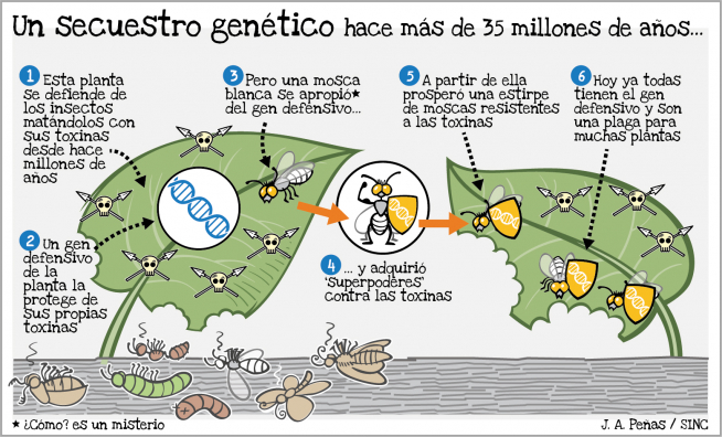 Hace 35 millones de años, un gen de autodefensa pasó de un vegetal a una mosca blanca