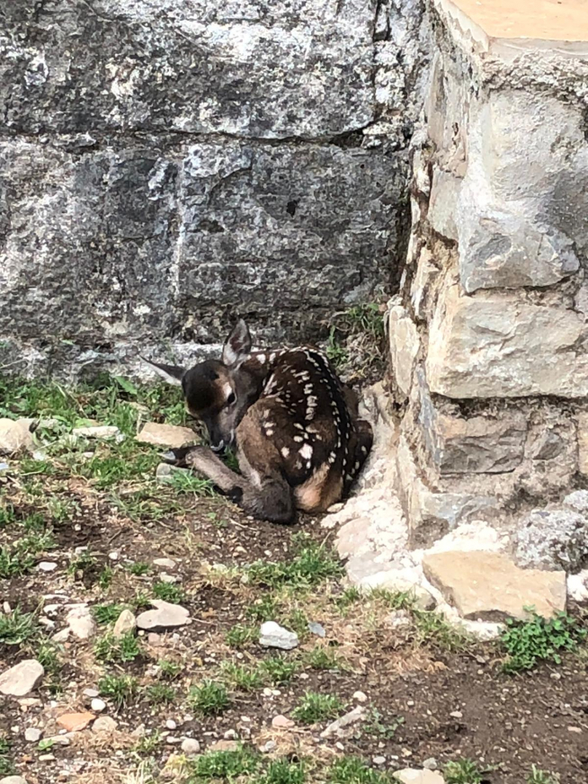 Cervatillo recién nacido en la Ciudadela de Jaca