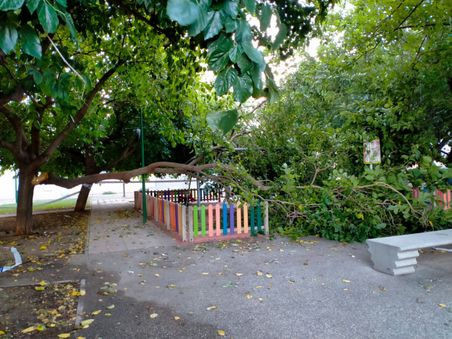 Rama de grandes dimensiones en un parque de Utebo