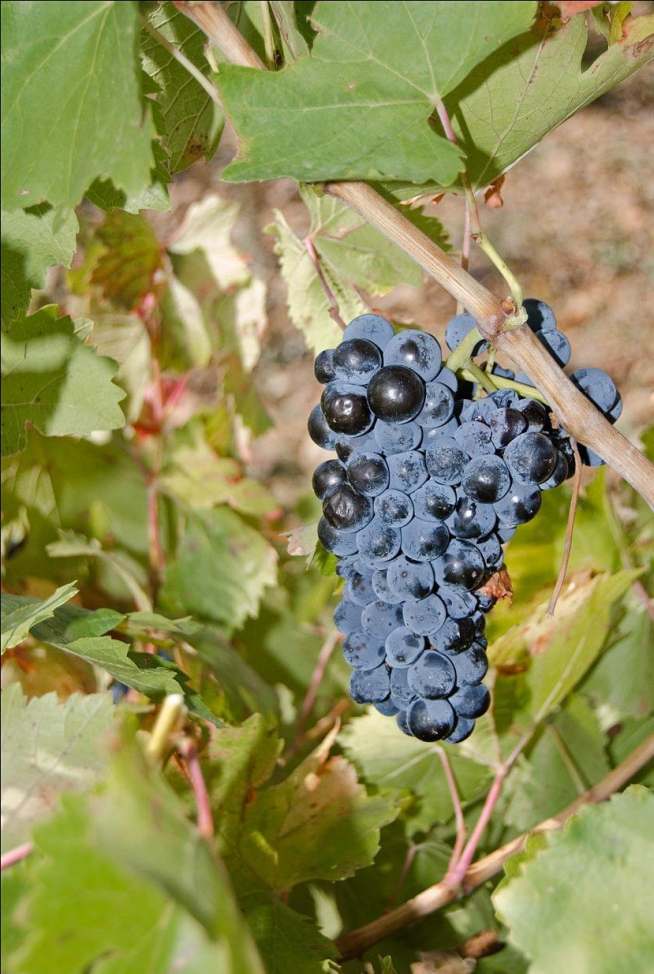 La uva cariñena está entre las variedades recuperadas.
