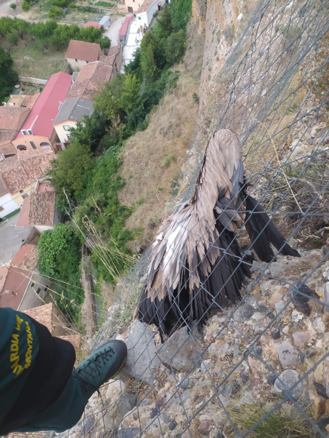 Rescate de un buitre en Los Fayos