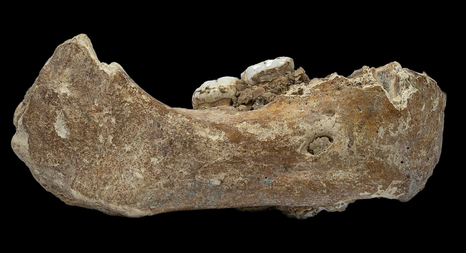 Fotografía lateral de la mandíbula de Xiahe que muestra dos molares adheridos. La mandíbula es el primer descubrimiento confirmado de un fósil denisovano fuera de la cueva Denísova.